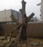 Predám orechové drevo – fotka 2