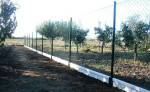 Podhrabová doska – fotka 3